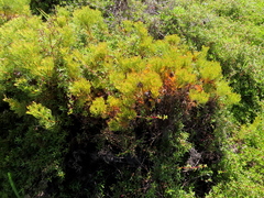 Serruria foeniculacea