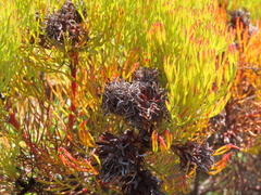 Serruria foeniculacea