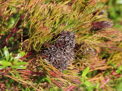 Serruria foeniculacea