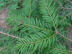 Abies holophylla