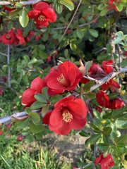 Chaenomeles
