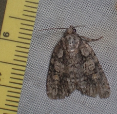 Acronicta increta