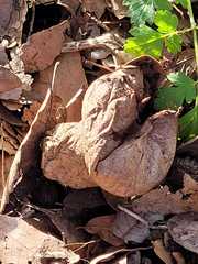 Lycoperdon lividum