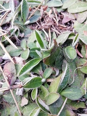 Pilosella officinarum