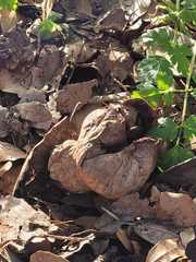 Lycoperdon lividum