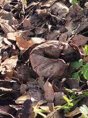 Lycoperdon lividum