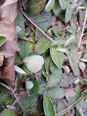 Pilosella officinarum