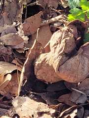 Lycoperdon lividum