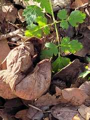 Lycoperdon lividum
