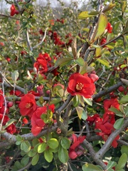 Chaenomeles