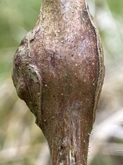 Lasioptera rubi
