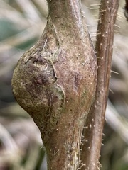Lasioptera rubi