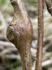 Lasioptera rubi