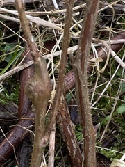Lasioptera rubi