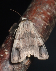 Dichagyris grotei