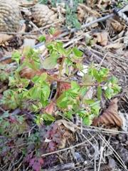 Euphorbia peplus