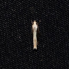 Coleotechnites alnifructella