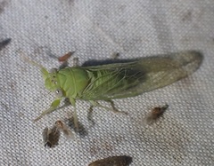 Taurella viridis