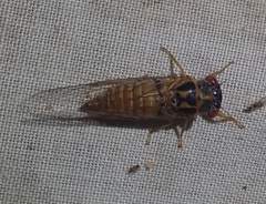 Palapsalta