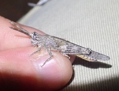 Coryphistes interioris