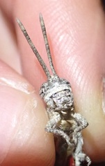 Coryphistes interioris