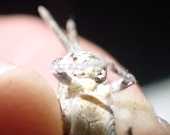 Coryphistes interioris