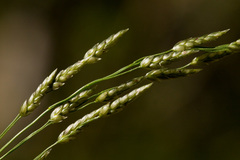 Eragrostis mexicana