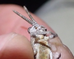 Coryphistes interioris