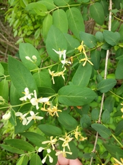 Lonicera