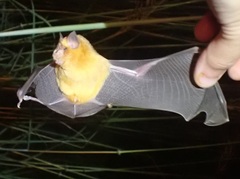 Rhinonicteris aurantia