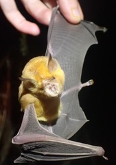 Rhinonicteris aurantia