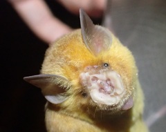 Rhinonicteris aurantia