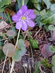 Hepatica nobilis