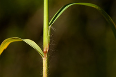 Eragrostis mexicana