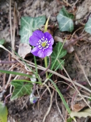 Hepatica nobilis