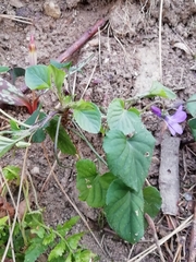 Viola reichenbachiana