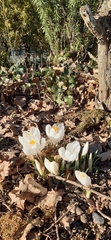 Crocus vernus