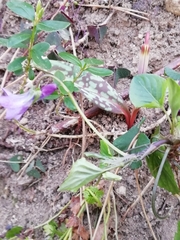 Viola reichenbachiana