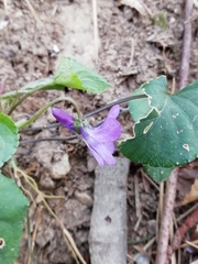 Viola reichenbachiana