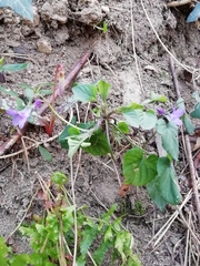 Viola reichenbachiana