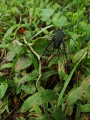 Dasysphinx mucescens