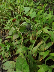 Dasysphinx mucescens