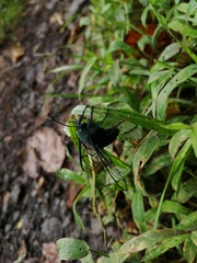 Dasysphinx mucescens