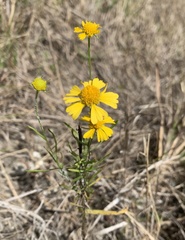 Helenium pinnatifidum