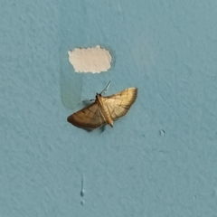 Cnaphalocrocis patnalis
