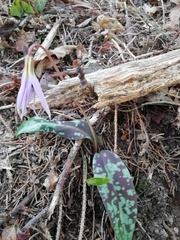 Erythronium dens-canis