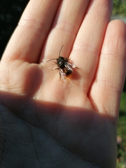 Osmia cornuta