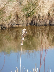 Emberiza schoeniclus