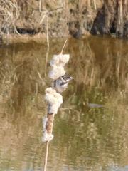 Emberiza schoeniclus