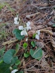 Viola alba